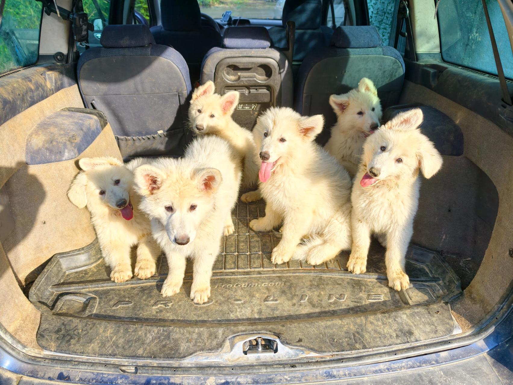 Chiots bergers blancs en voiture.